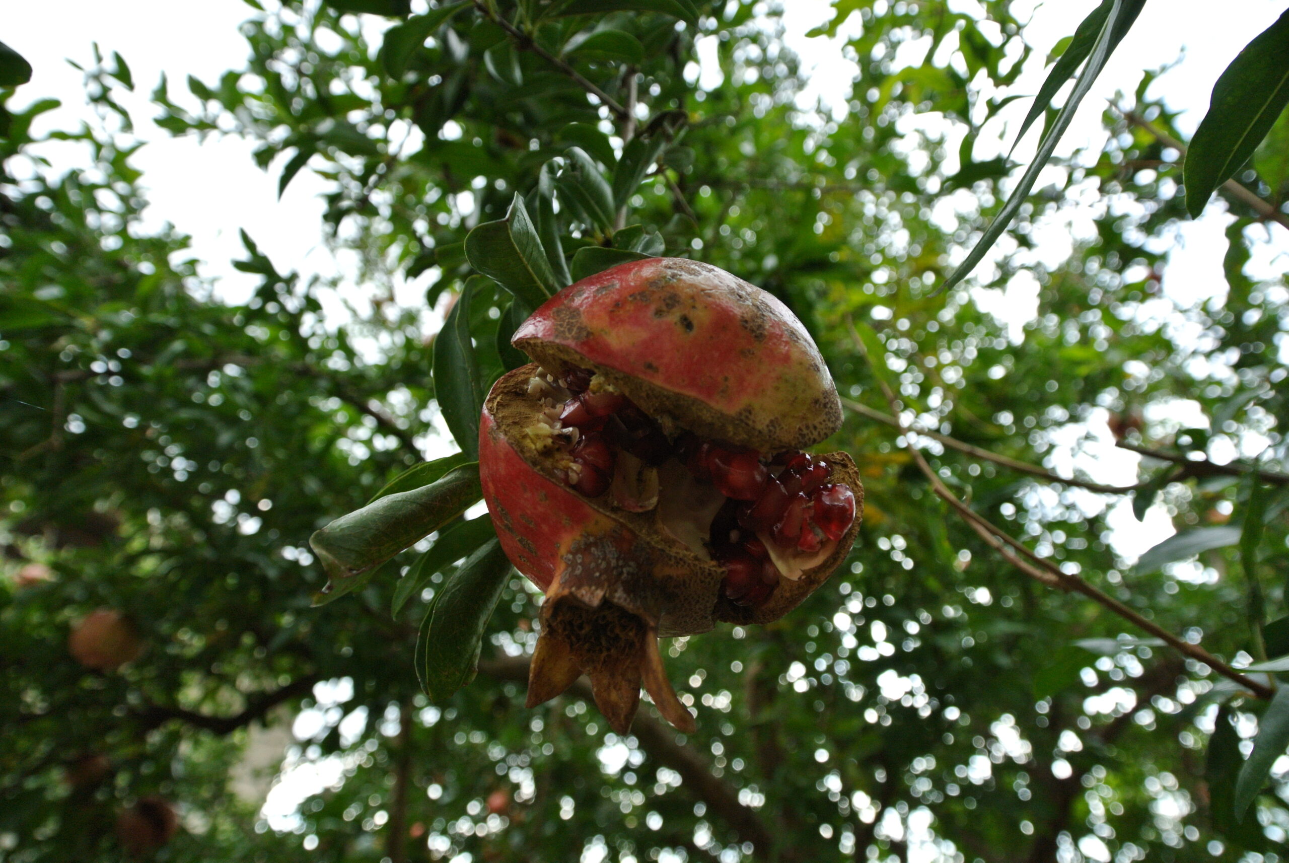 DSC_6699