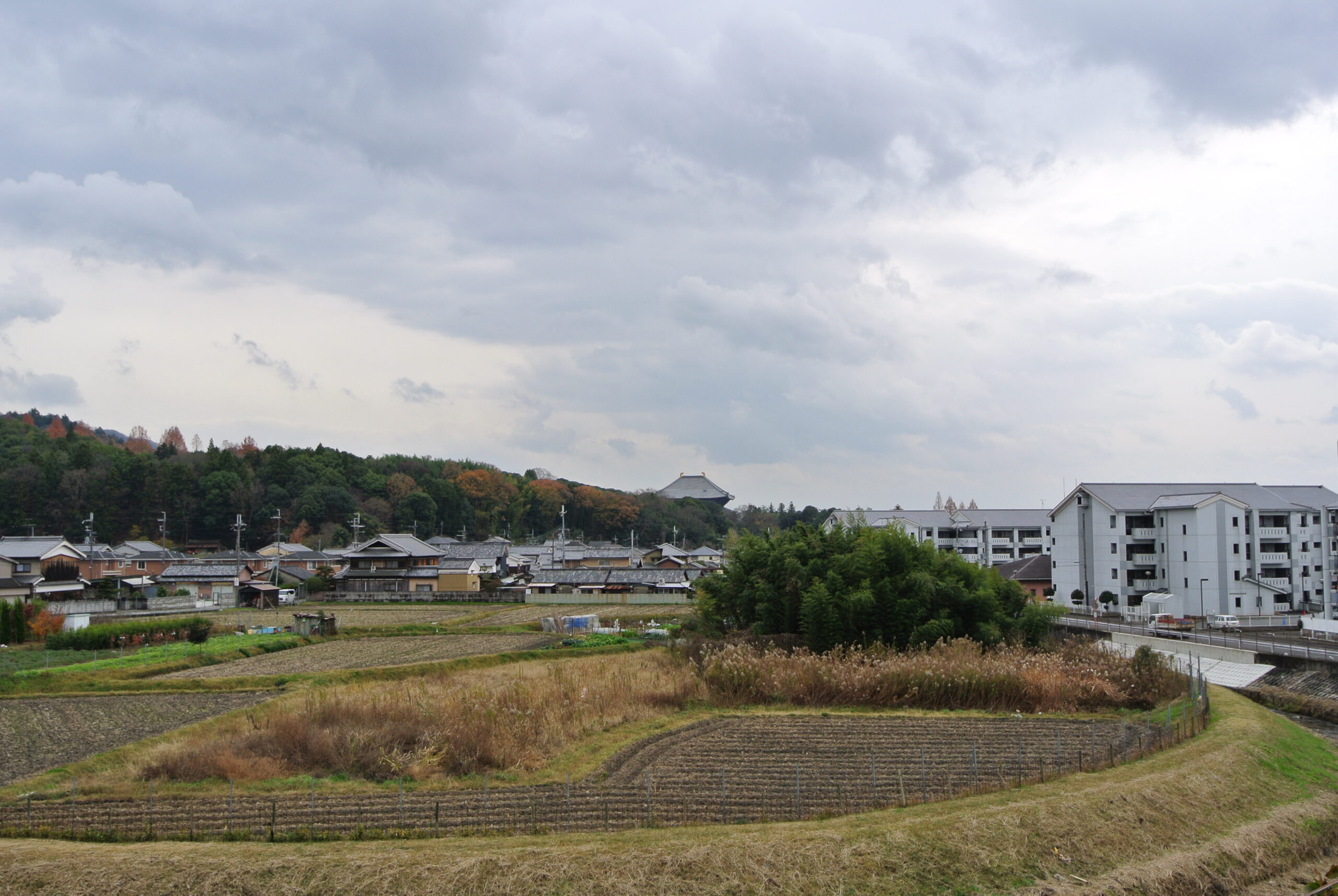 DSC_7386