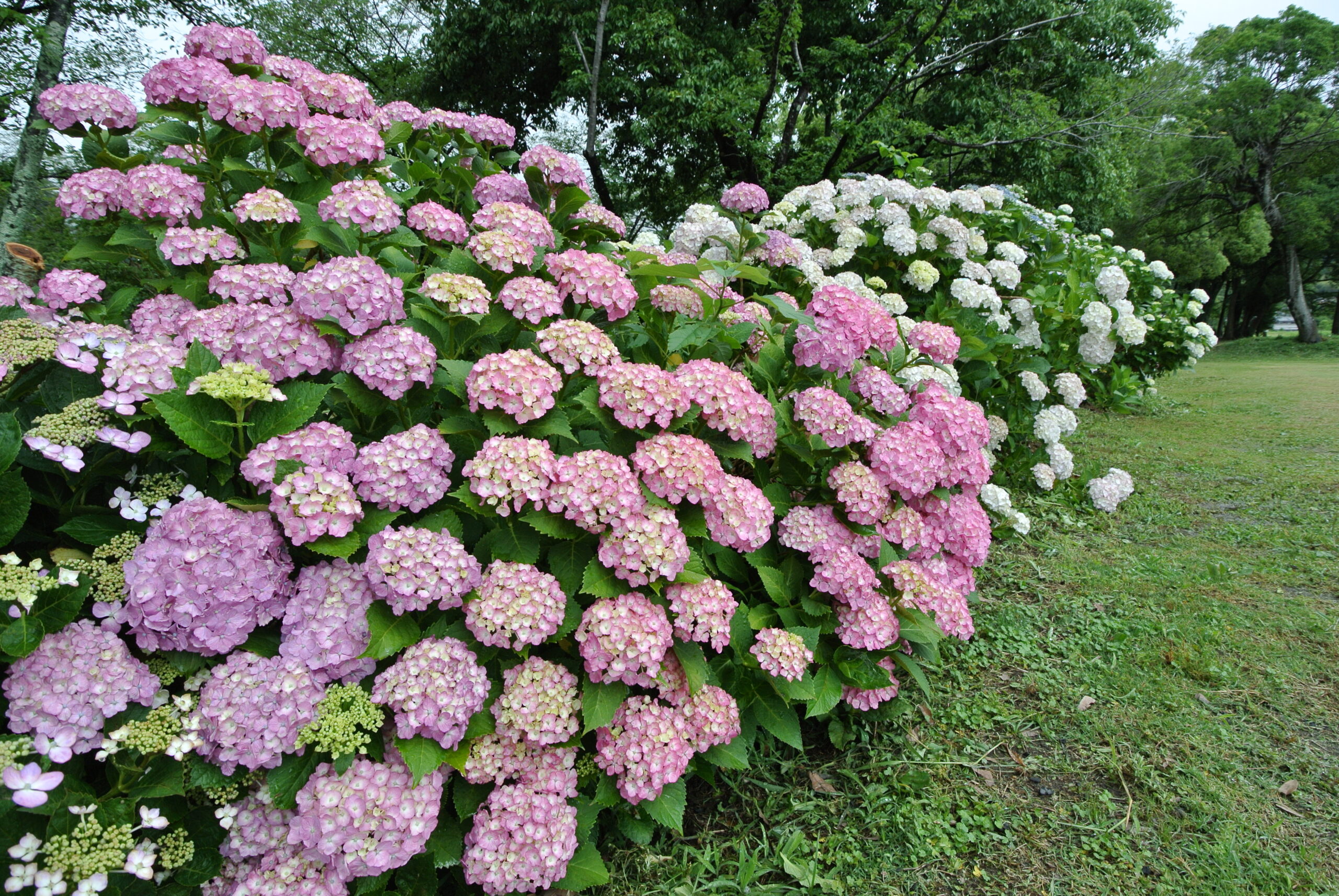 27.6.19済 (2)